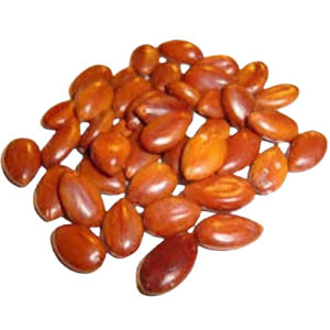 Golden Shower Tree Seed